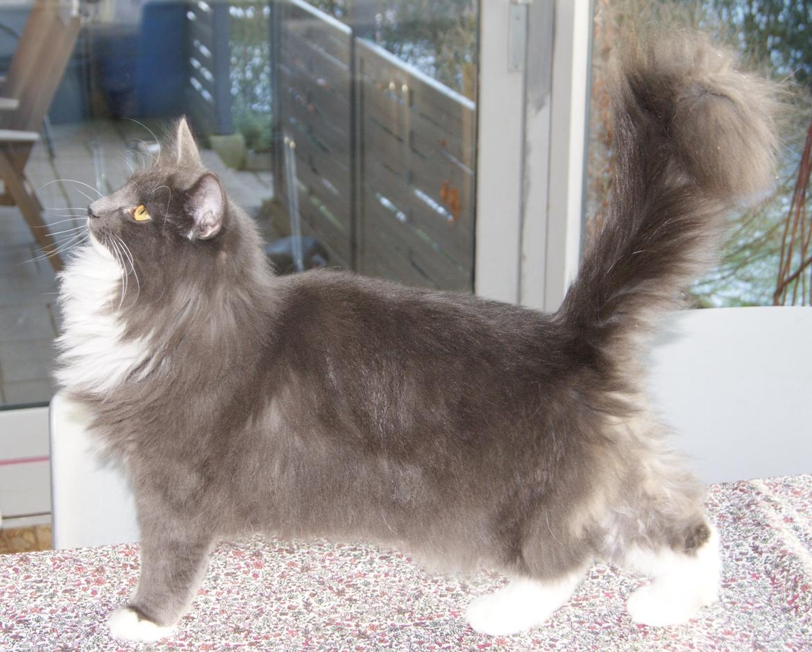 Norsk Skovkat Connie (Blaesborgs Connie) billede 4