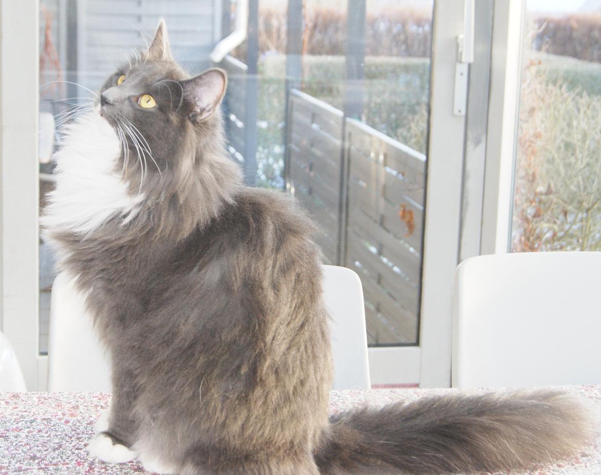 Norsk Skovkat Connie (Blaesborgs Connie) billede 5