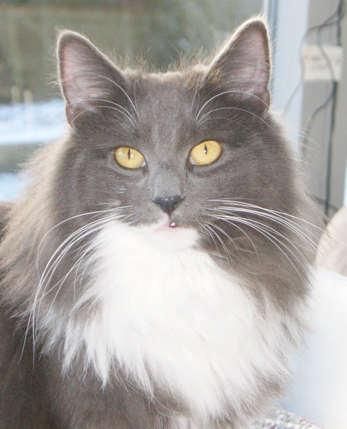 Norsk Skovkat Connie (Blaesborgs Connie) billede 6