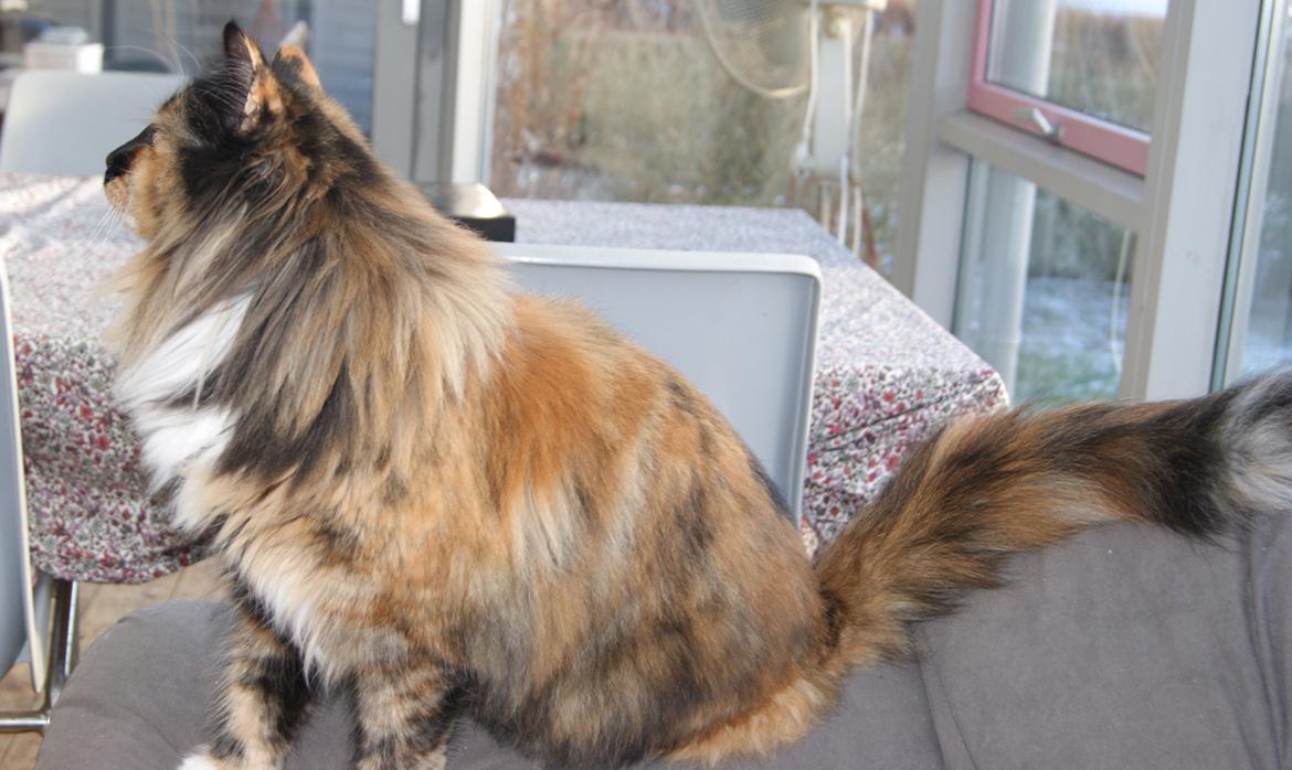 Norsk Skovkat Carla (blaesborgs Carla) billede 1