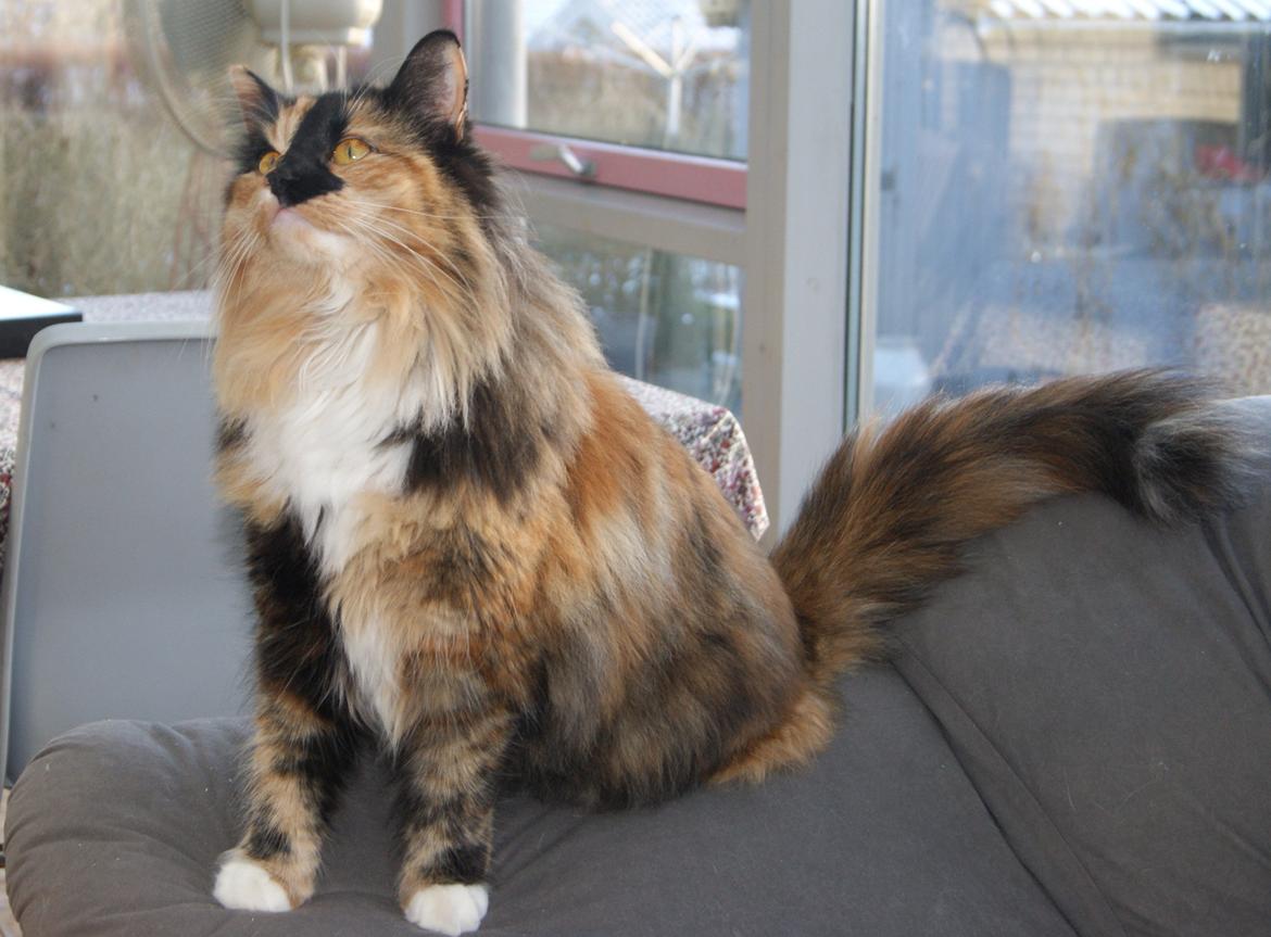 Norsk Skovkat Carla (blaesborgs Carla) billede 2