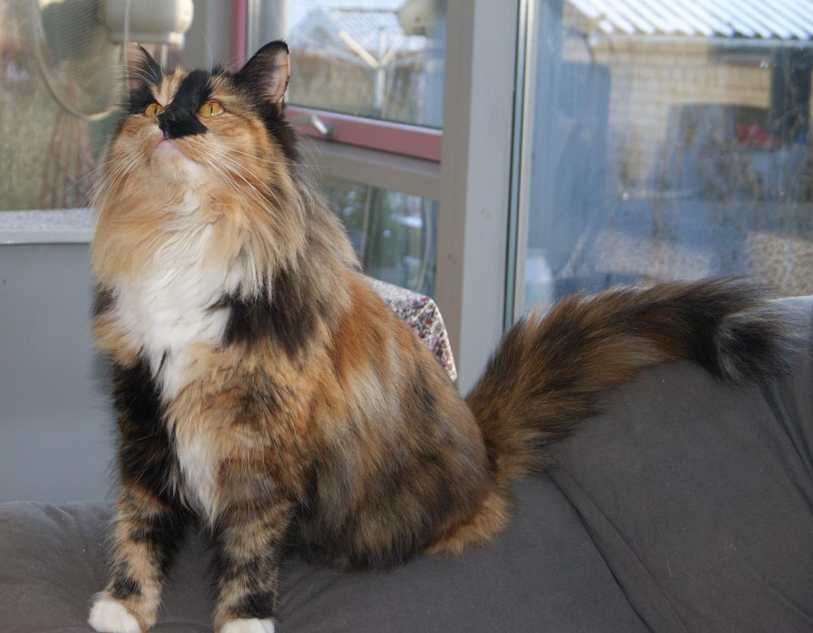 Norsk Skovkat Carla (blaesborgs Carla) billede 3