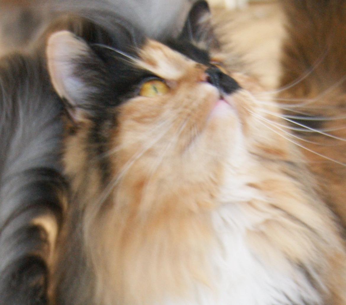 Norsk Skovkat Carla (blaesborgs Carla) billede 4