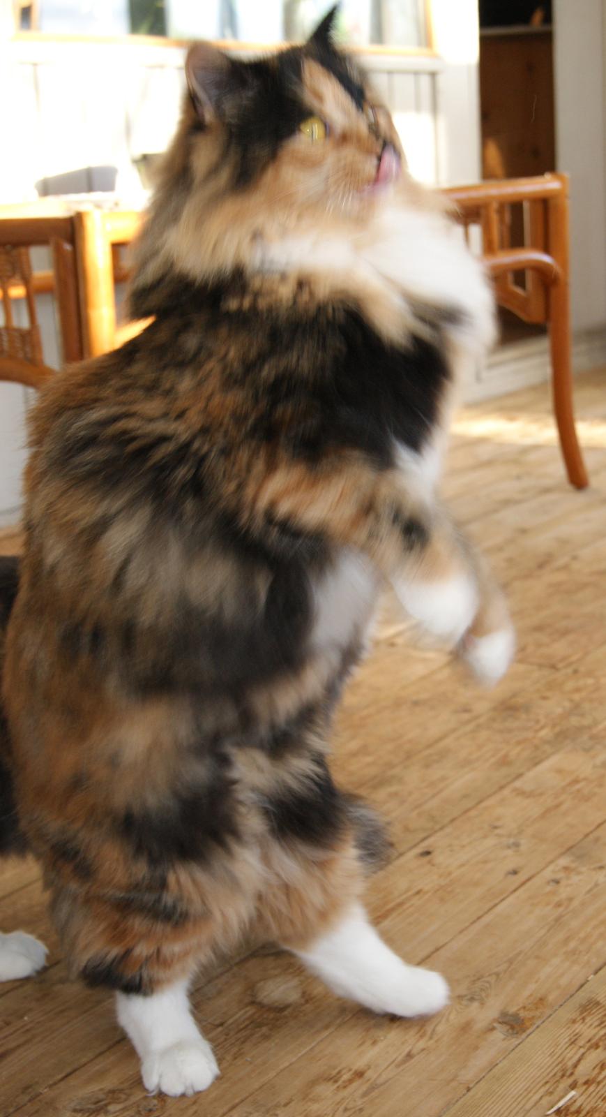 Norsk Skovkat Carla (blaesborgs Carla) billede 5