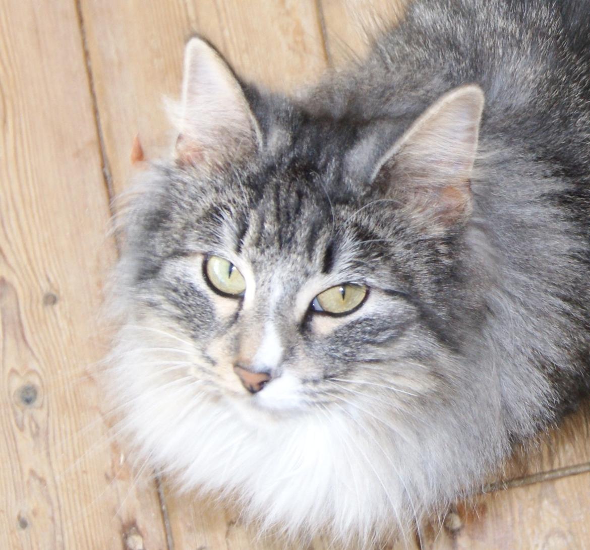 Norsk Skovkat Athene (DK Fiury´s Athene) billede 1