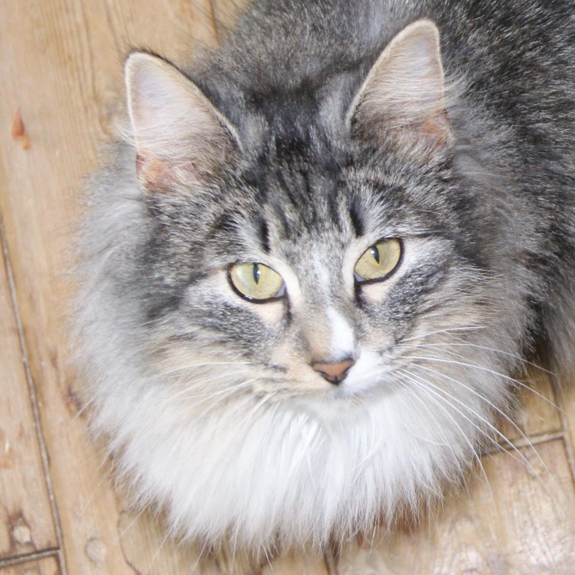 Norsk Skovkat Athene (DK Fiury´s Athene) billede 2