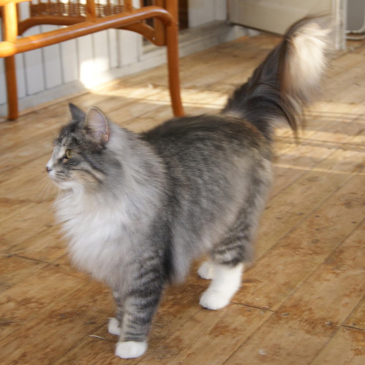 Norsk Skovkat Athene (DK Fiury´s Athene) billede 3