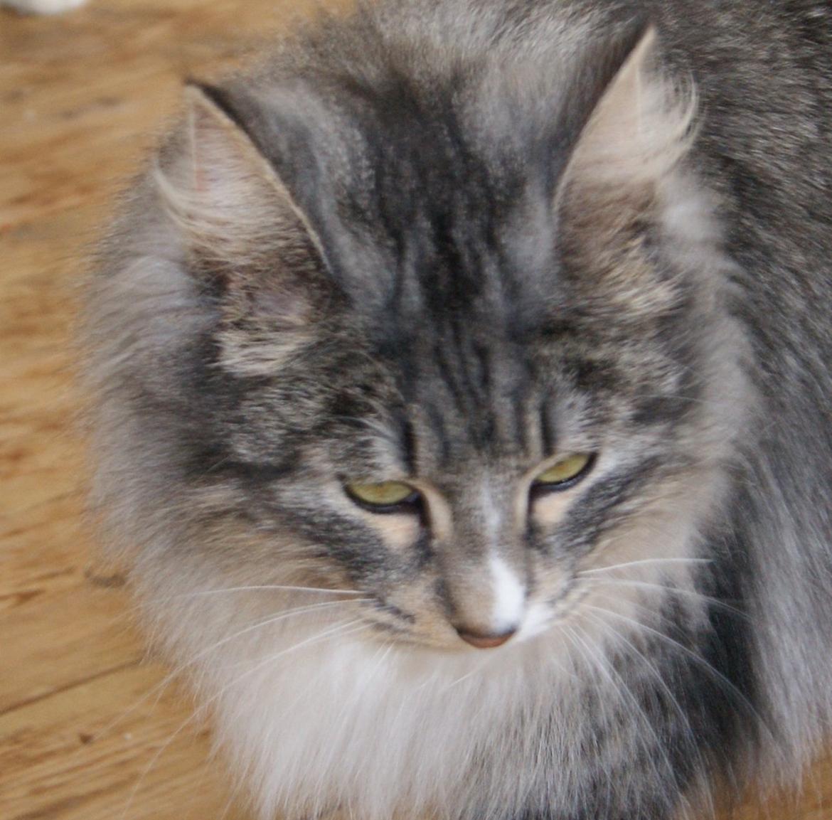 Norsk Skovkat Athene (DK Fiury´s Athene) billede 4