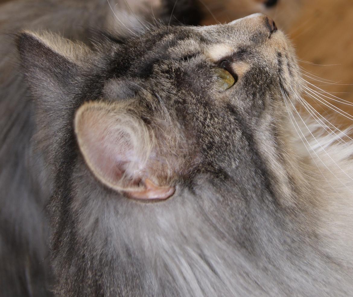 Norsk Skovkat Athene (DK Fiury´s Athene) billede 5