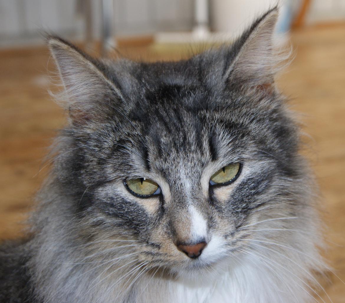 Norsk Skovkat Athene (DK Fiury´s Athene) billede 6