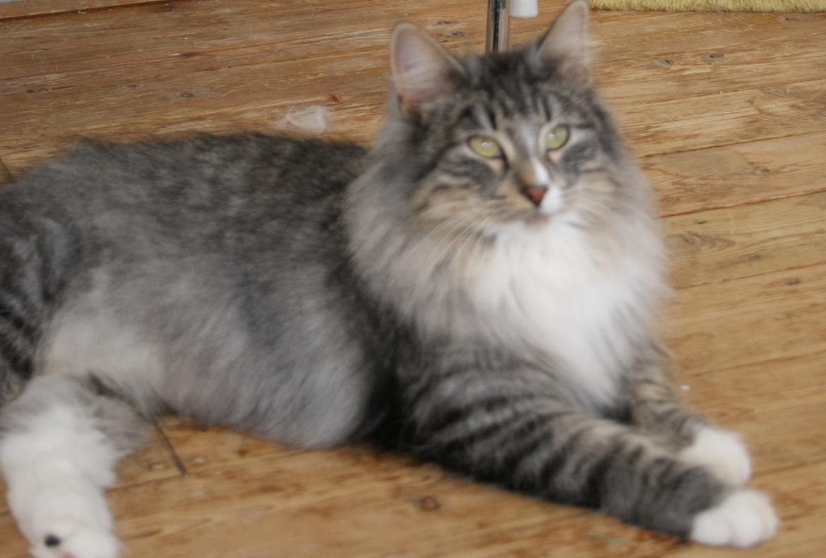 Norsk Skovkat Athene (DK Fiury´s Athene) billede 7