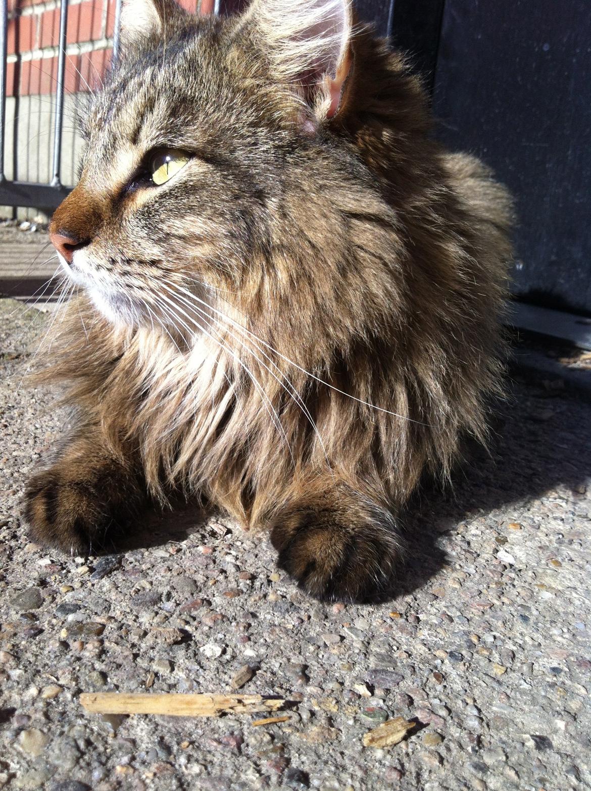 Blanding af racer Tiffany billede 2