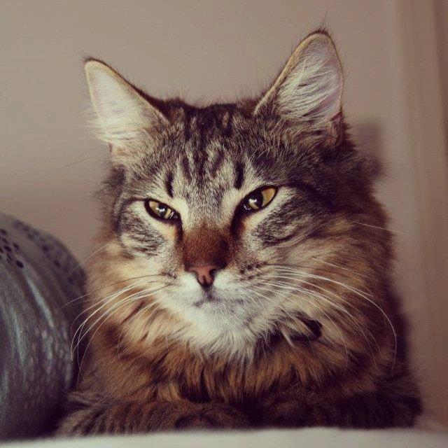 Blanding af racer Tiffany billede 1