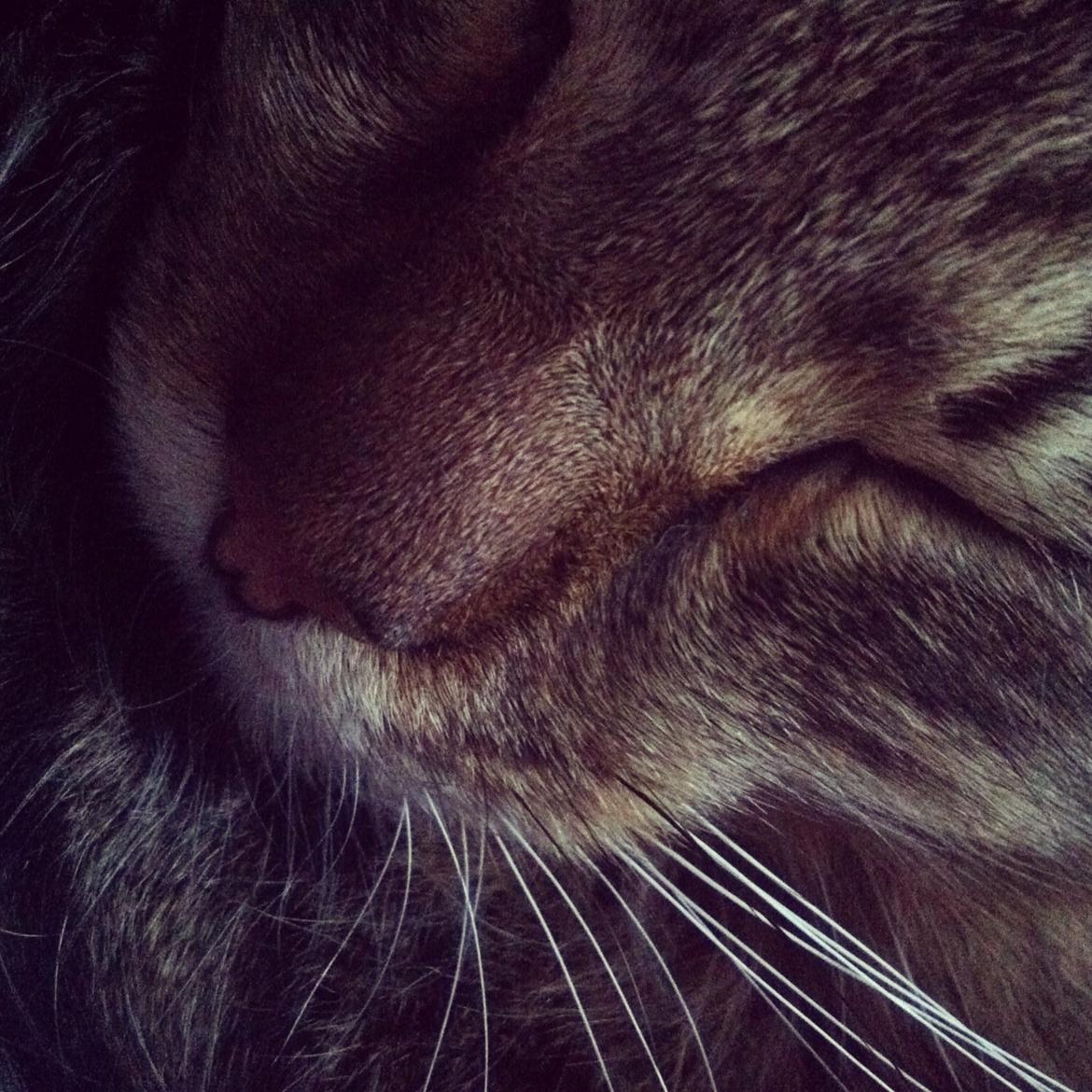 Blanding af racer Tiffany billede 4