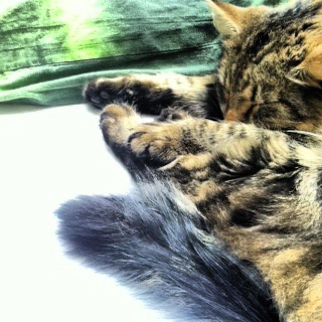 Blanding af racer Tiffany billede 5