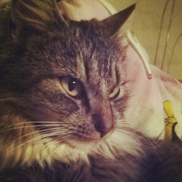 Blanding af racer Medina billede 1