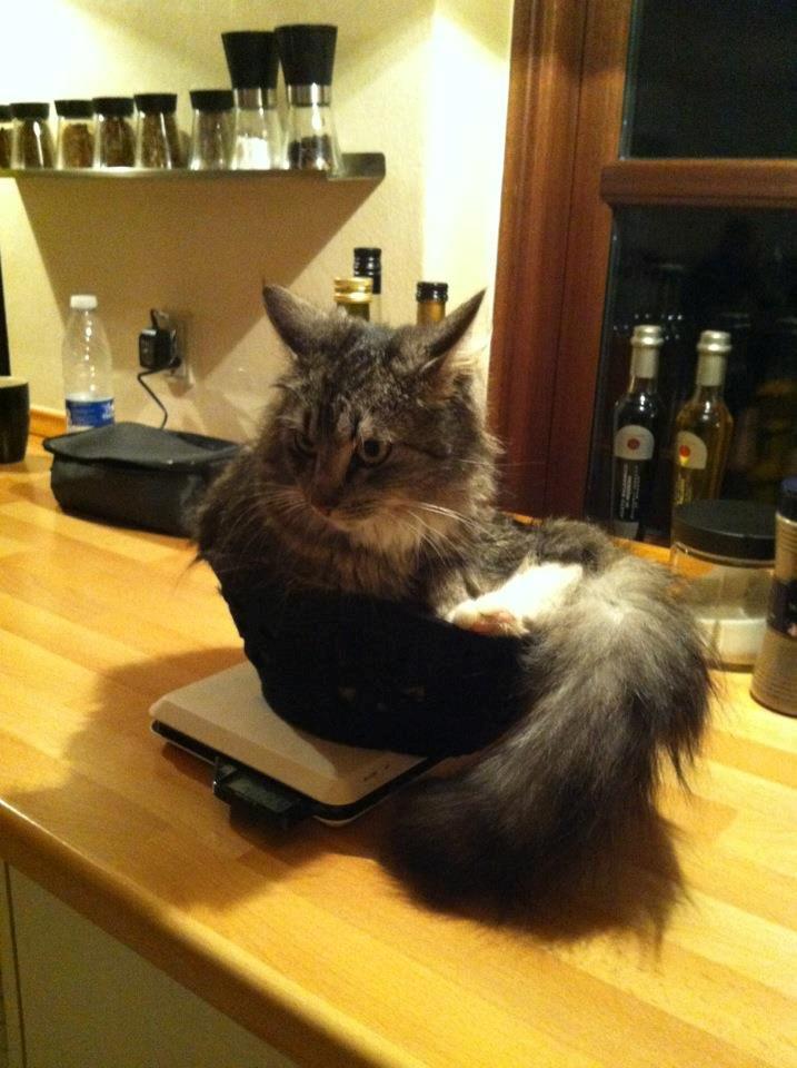 Blanding af racer Medina billede 2