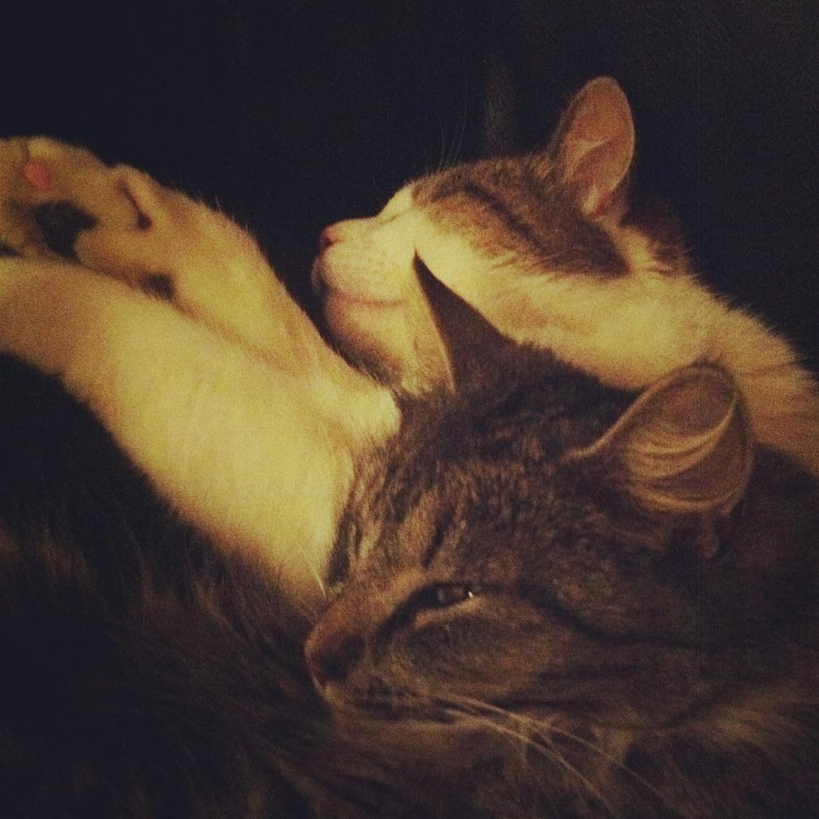 Blanding af racer Medina billede 3