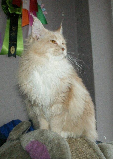 Maine Coon Asynjer billede 4
