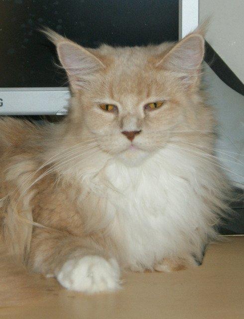 Maine Coon Asynjer billede 8