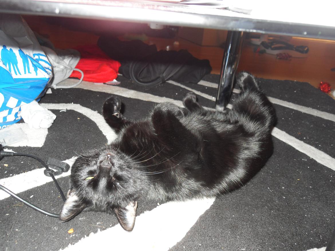 Huskat Himmelmis Manse billede 17