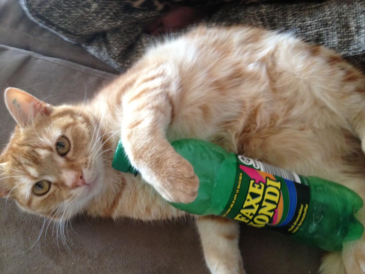 Huskat Garfield billede 2