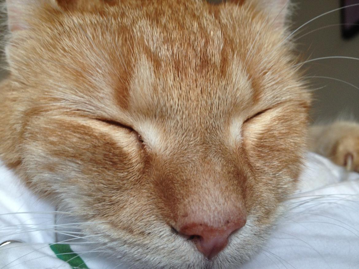 Huskat Garfield billede 3