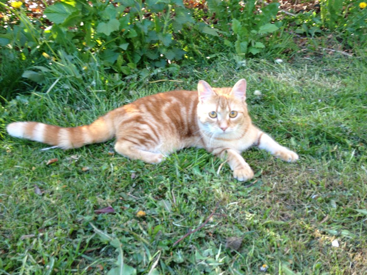 Huskat Garfield billede 4