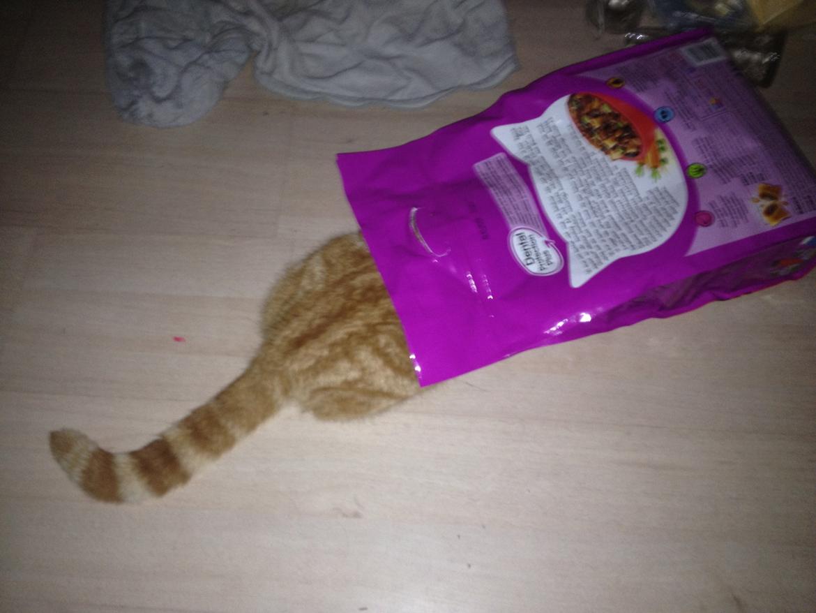 Huskat Garfield billede 5