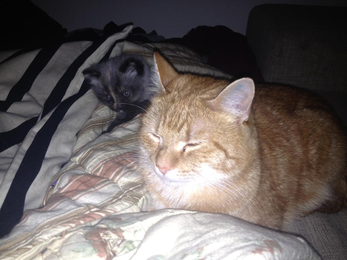 Huskat Garfield billede 6