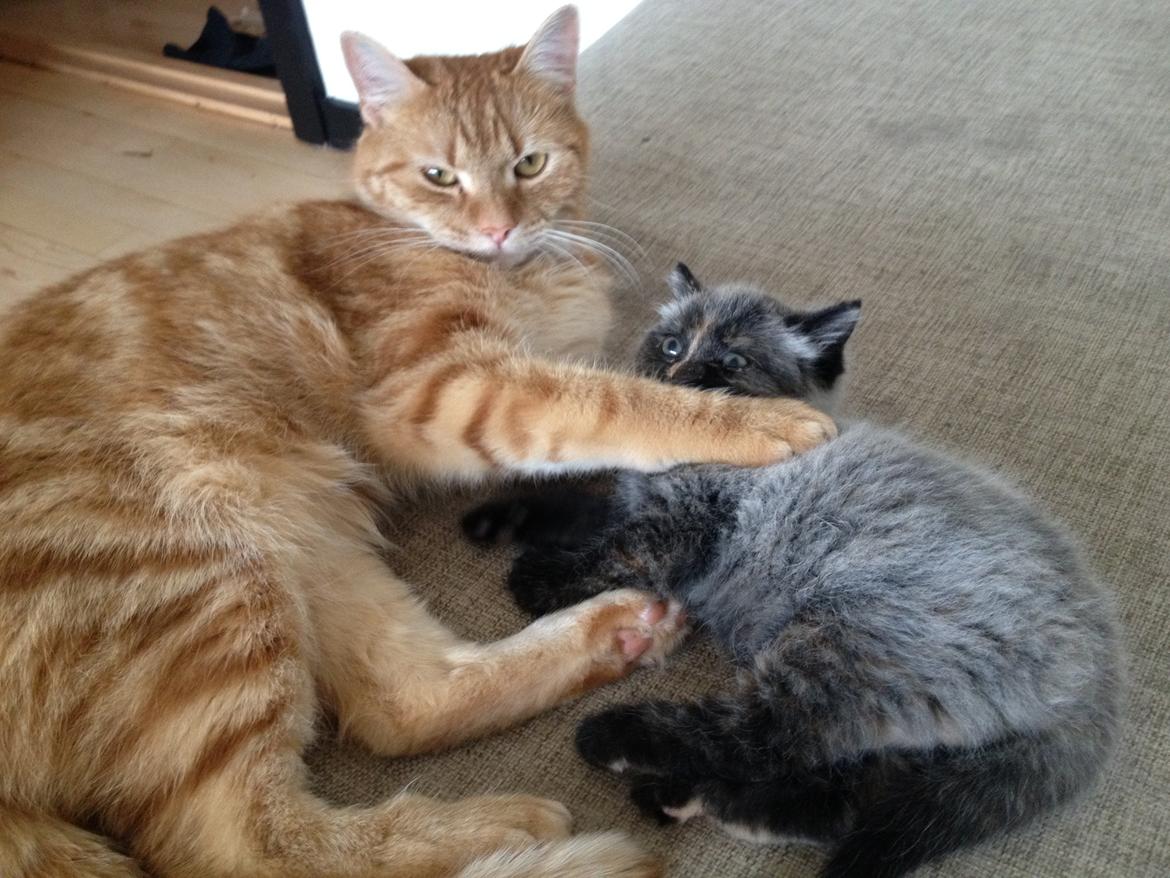 Huskat Garfield billede 7