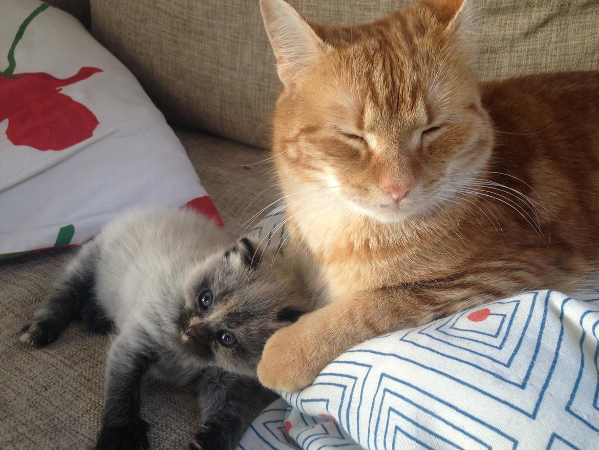 Huskat Garfield billede 8