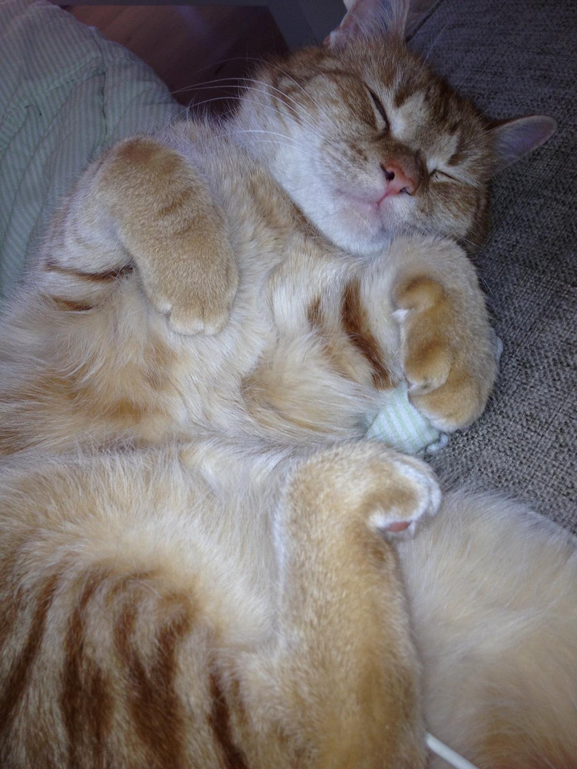 Huskat Garfield billede 9