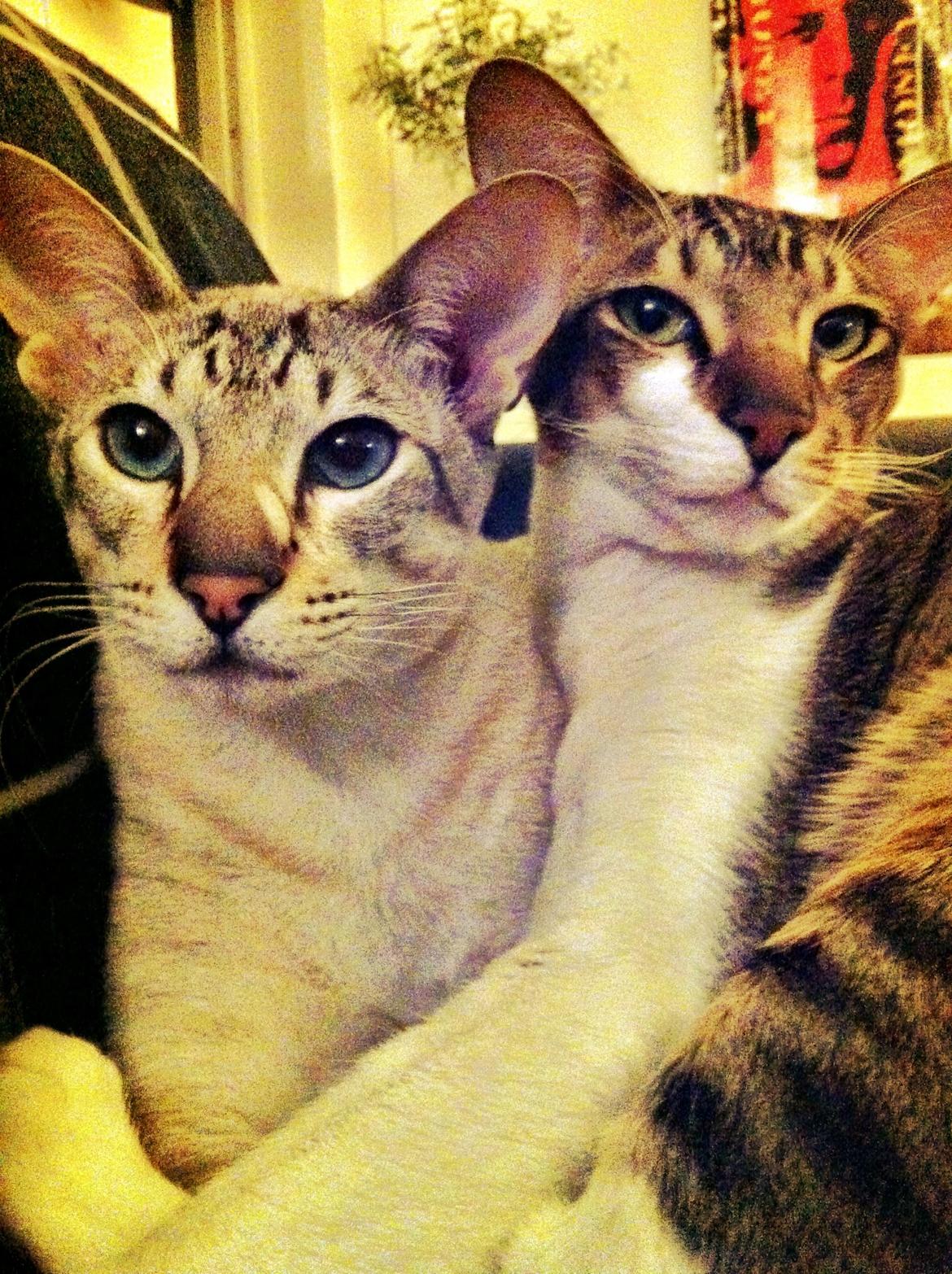 Siameser Vito Cornelius billede 16