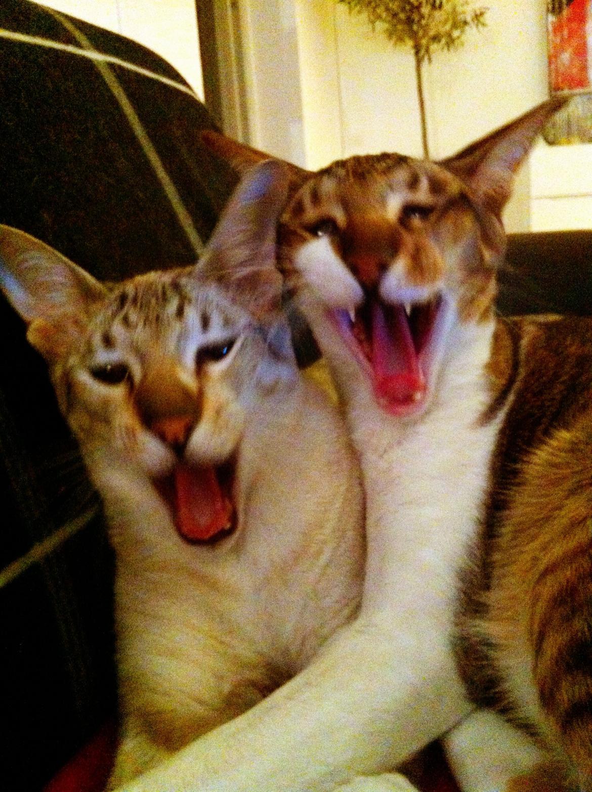 Siameser Vito Cornelius billede 17