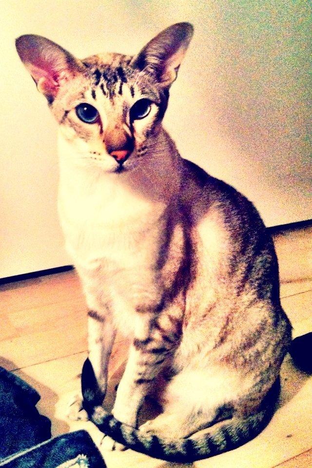 Siameser Vito Cornelius billede 18