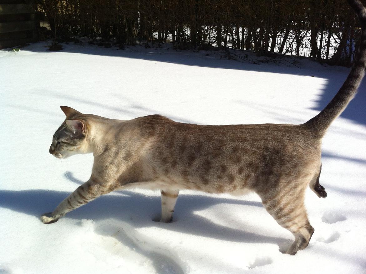 Siameser Vito Cornelius billede 19