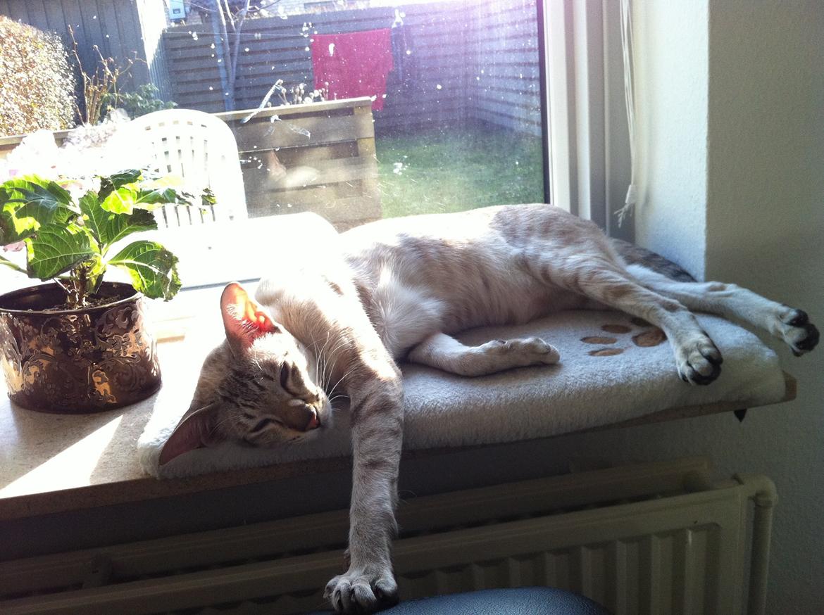 Siameser Vito Cornelius billede 20