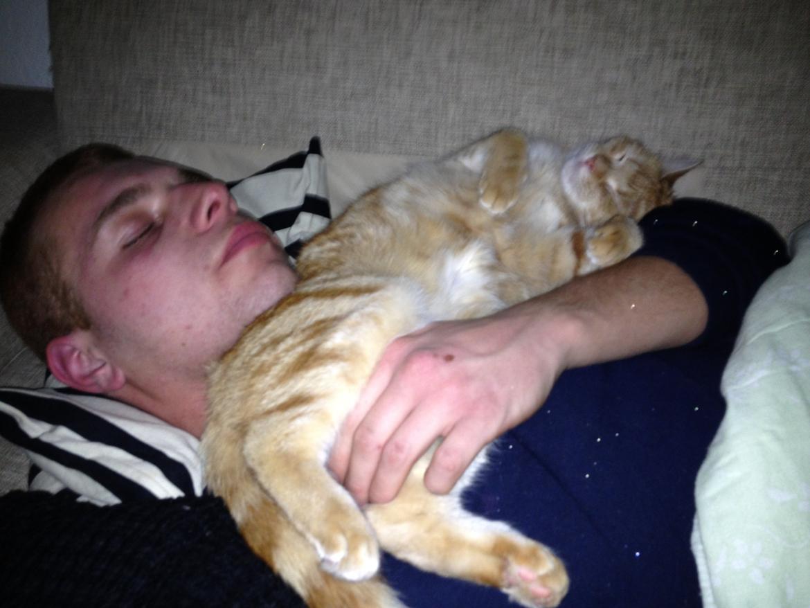 Huskat Garfield billede 10