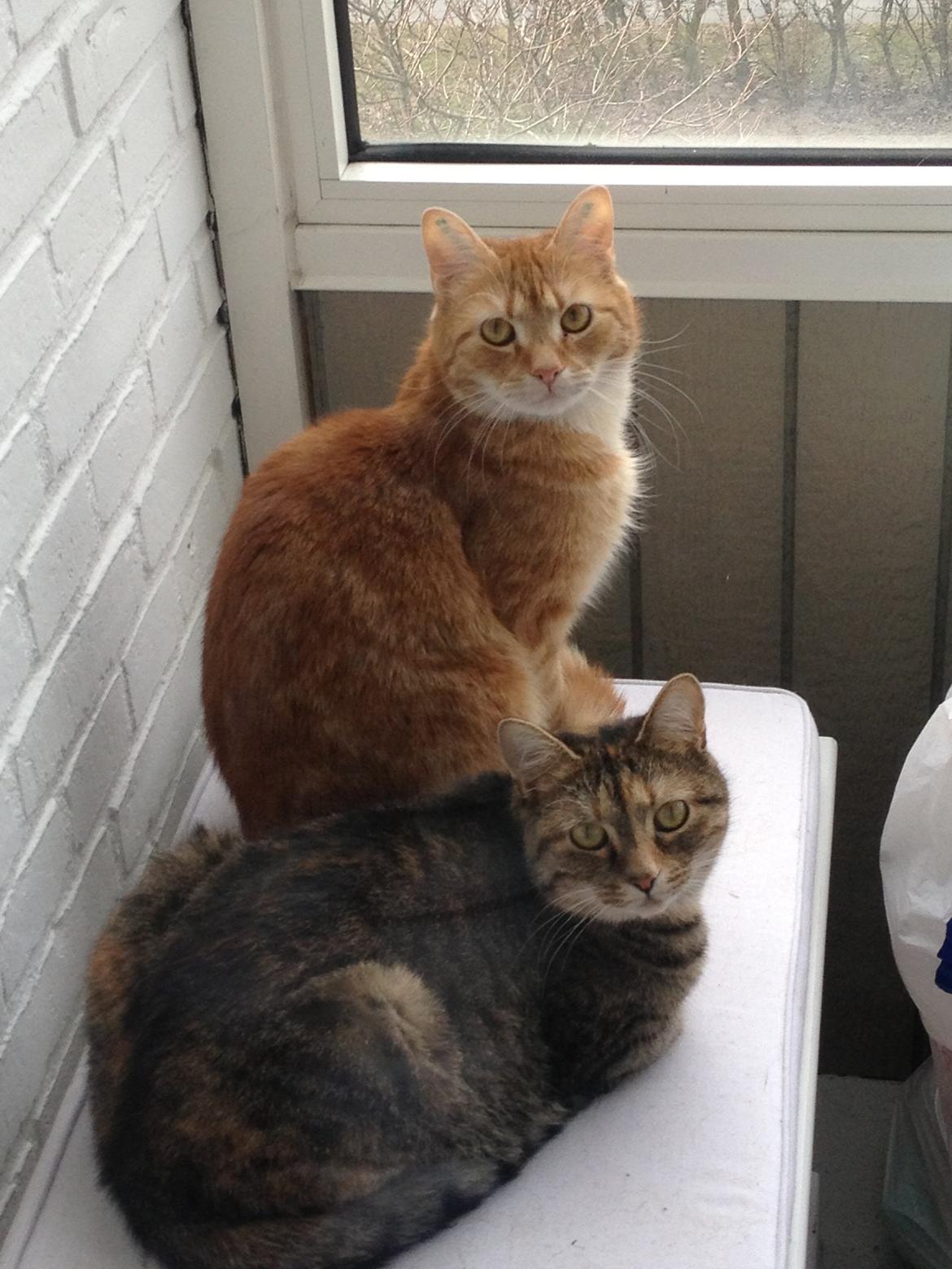 Huskat Garfield billede 12