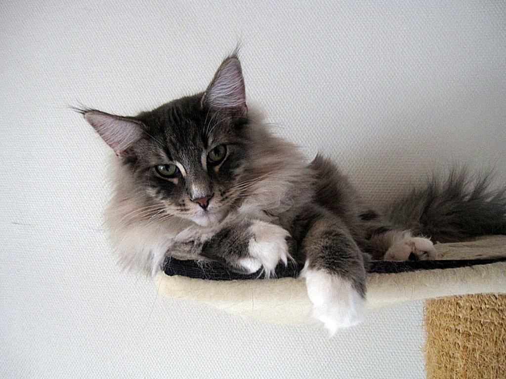 Norsk Skovkat DK*Nemador's Bugatti - 8 mdr. gammel billede 1