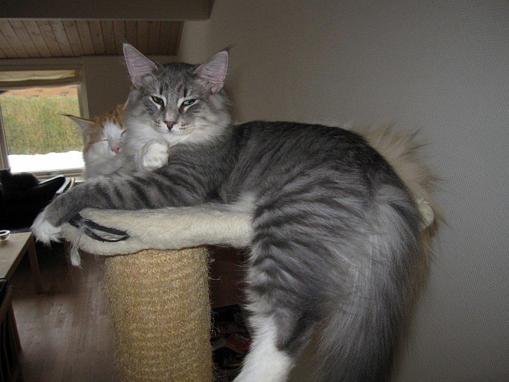 Norsk Skovkat DK*Nemador's Bugatti - 6 mdr. gammel billede 2