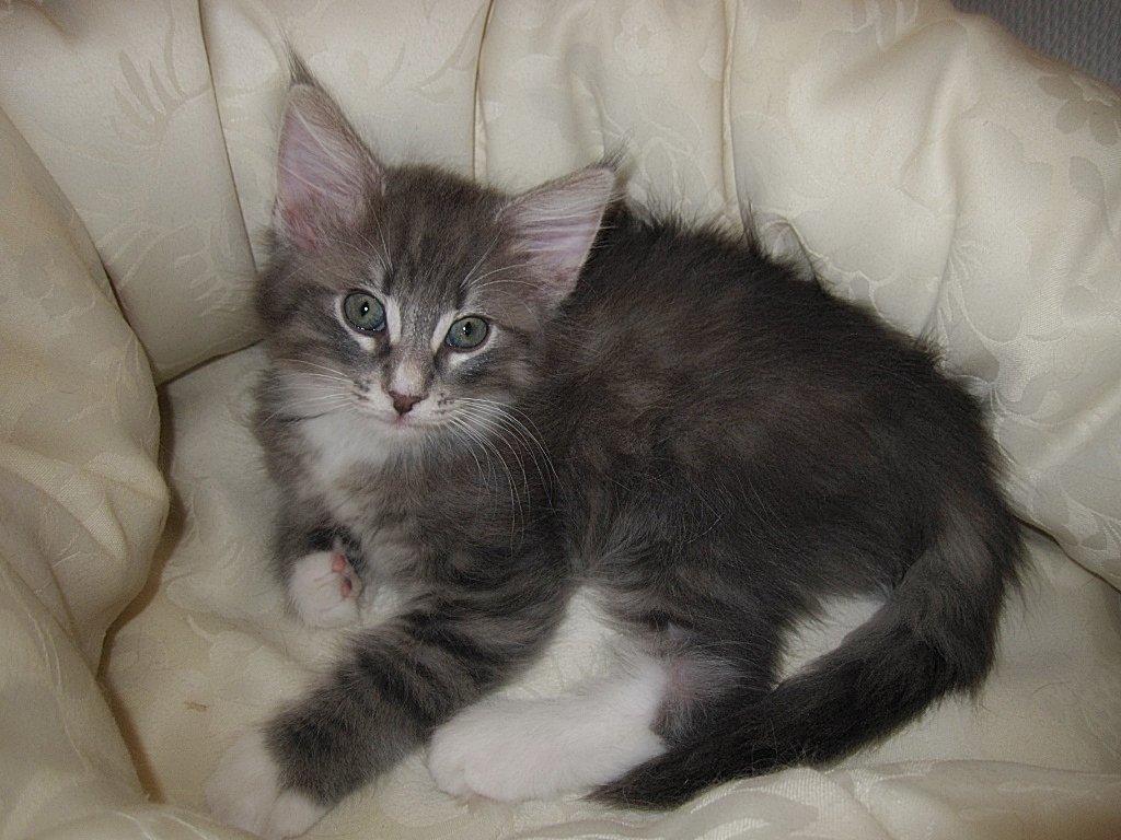 Norsk Skovkat DK*Nemador's Bugatti billede 3