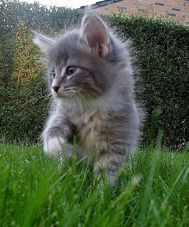 Norsk Skovkat DK*Nemador's Bugatti billede 4