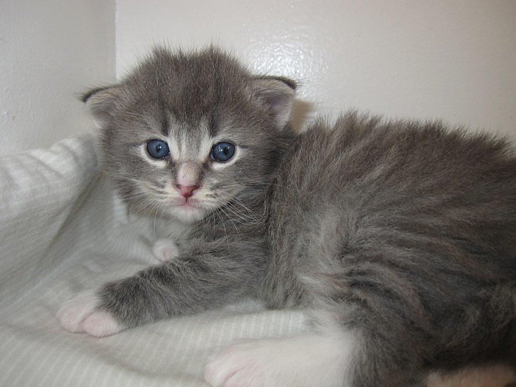 Norsk Skovkat DK*Nemador's Bugatti billede 5