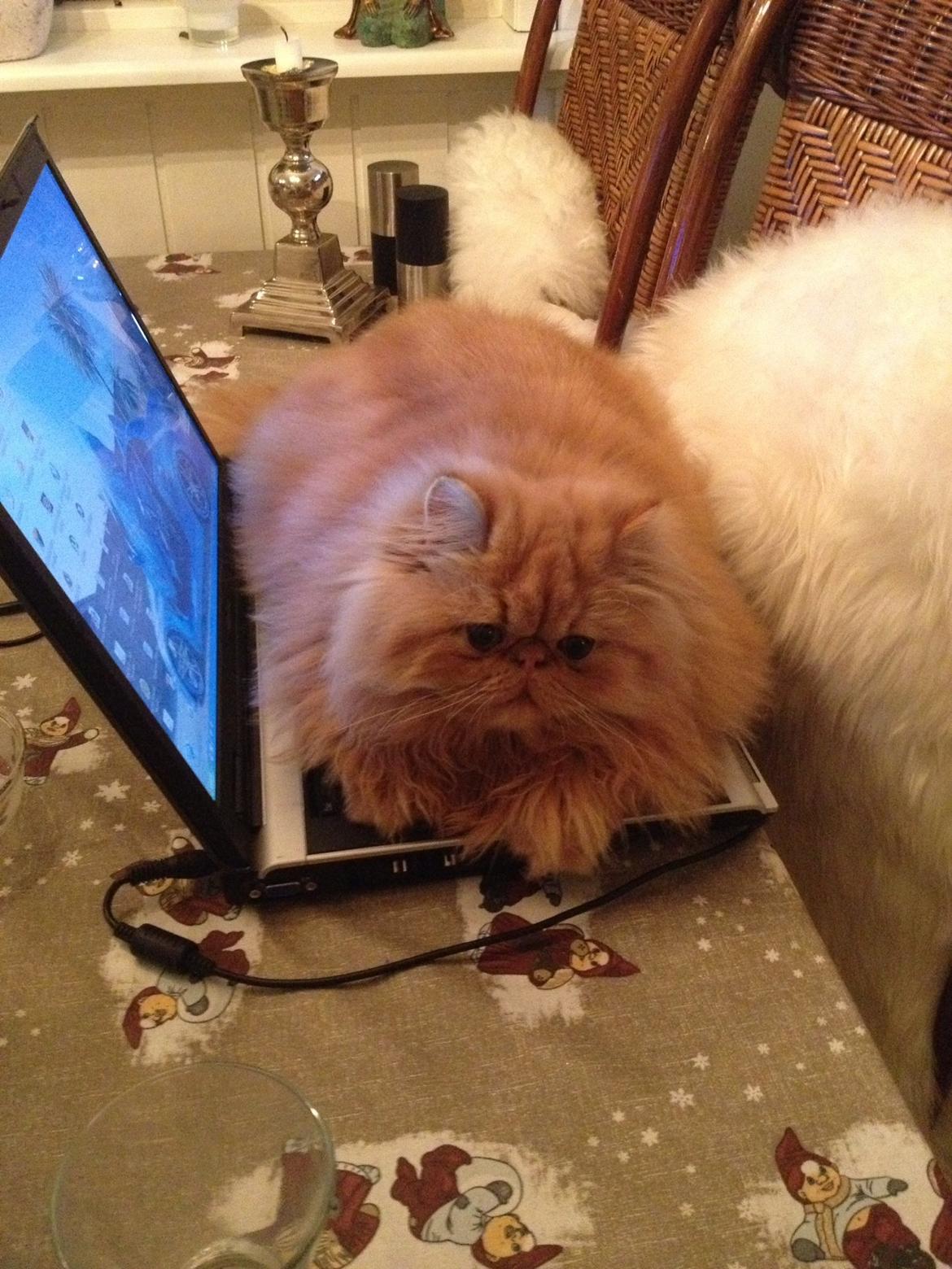 Perser Gucci misty Brown's  billede 9