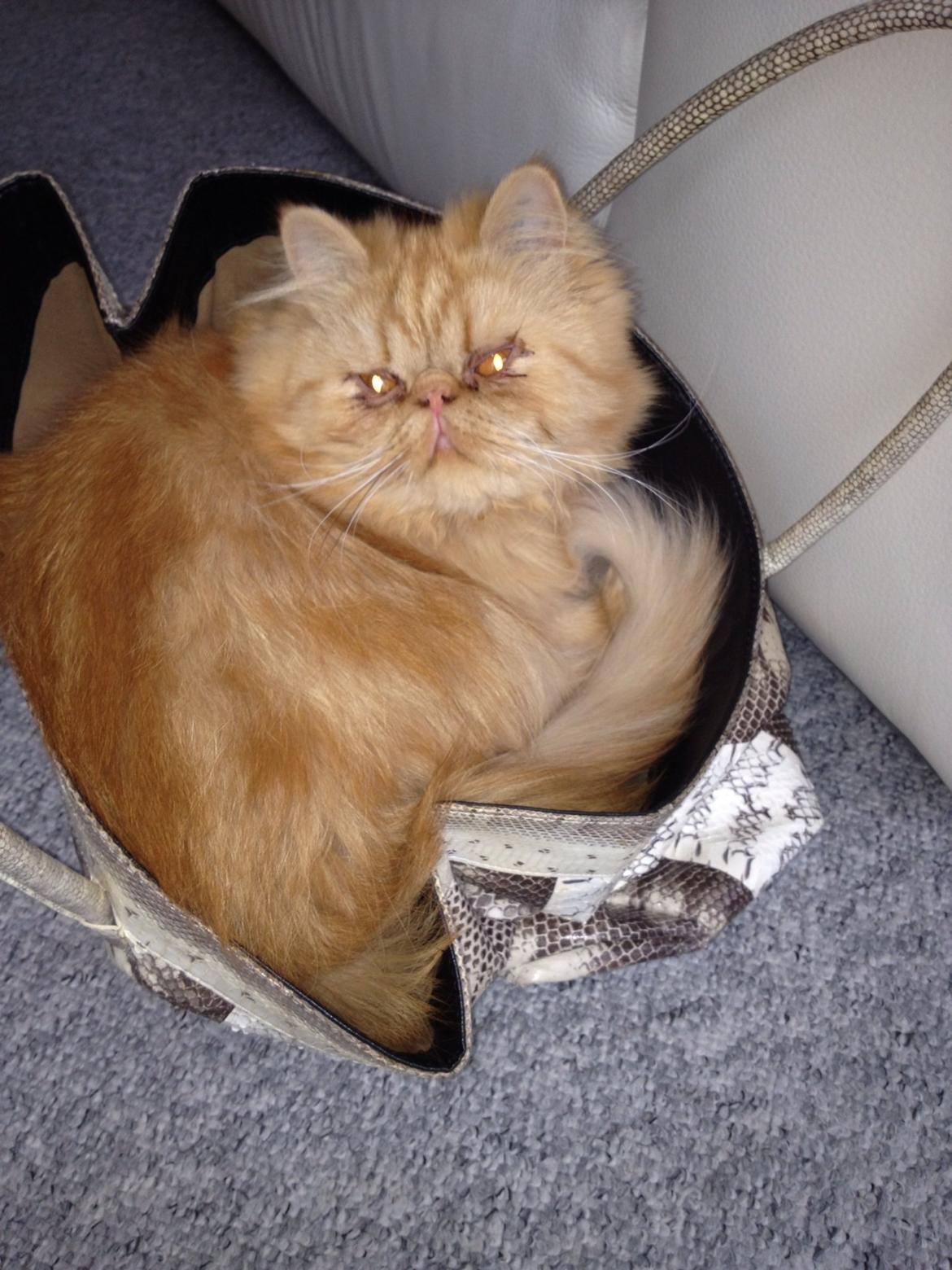 Perser Gucci misty Brown's  billede 12