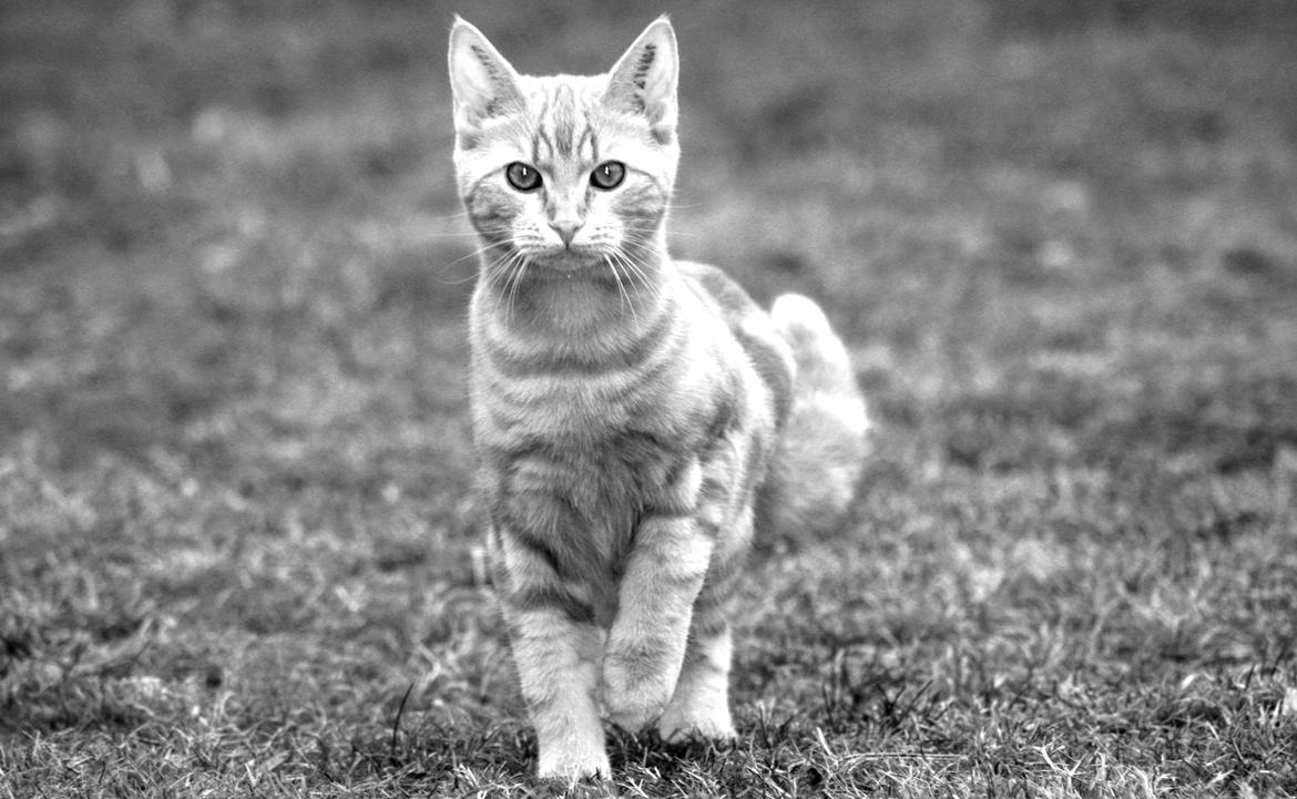 Huskat Lui billede 1