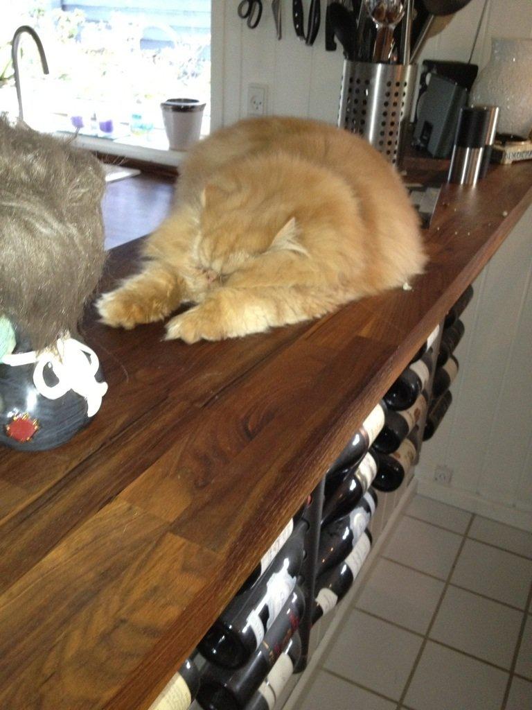 Perser Gucci misty Brown's  billede 13