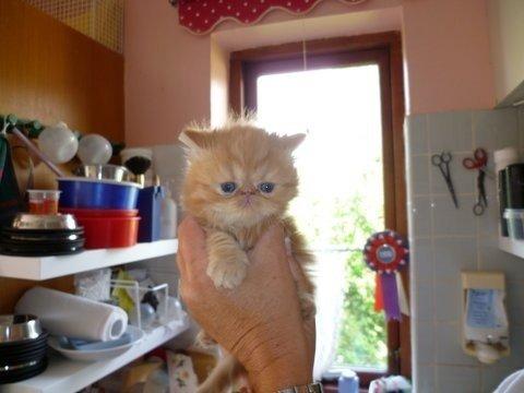 Perser Gucci misty Brown's  billede 14